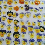 押し花素材。ちっちゃなビオラ70輪🌼