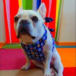 《フレンチブルドッグ》お祭りクールエプロン