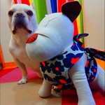 《フレンチブルドッグ》ちくメッコ紺クールエプロン