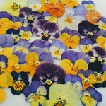 再販🌼大特価‼️押し花素材。ビオラ色々40枚🌼