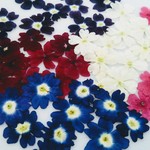 再販🌼大特価‼️押し花素材。バーベナ色々50枚🌼