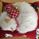 ラスト1点！お眠り猫ちゃん