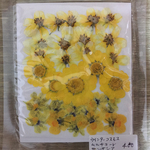 押し花