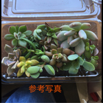 多肉植物アソートパック