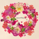 79.押し花アソート〜ピンク系 小花 mix 押し花素材