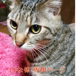 ひな様*ﾟ専用ページ