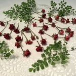 送料込み ミニ薔薇のドライフラワー
