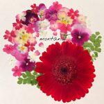 80.押し花アソート〜ピンク 赤系 ガーベラ mix  押し花素材
