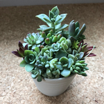 ★多肉植物 寄せ植え★ 鉢ごと このまま飾れます！