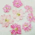 ピンクのラクスパーの押し花素材