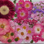 ★　お花いろいろ２　押花素材　★