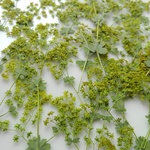 押し花素材。🌱アルケミラ