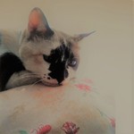 子供用マスク S＊４枚セット
