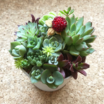 ★多肉植物 寄せ植え★ 鉢ごと このまま飾れます！