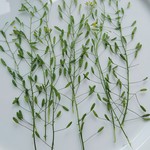 押し花素材。🌱イヌナズナ