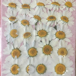押し花