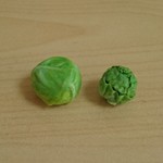 ミニチュアキャベツとレタスセット