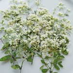 再販🌼押し花素材。🌼ユーフォルビアダイヤモンドスター