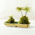 苔の苔玉製作キット 霧吹き・糸セット コウヤノマンネングサ