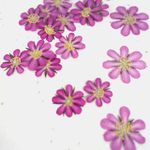 押し花素材～愛のかんざし 20ヶ～