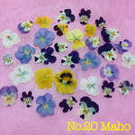 ♡押し花素材♡ビオラ♡大量♡お得です(*^ω^*)♡