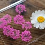 押し花【レースフラワー20個入】濃いピンク