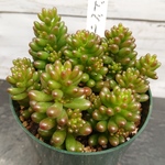 多肉植物☆レッドベリー☆美苗☆７cmポット