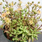 多肉植物☆アナゲンシス☆美苗
