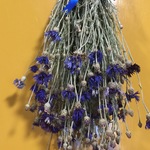 お花屋さんが作った矢車草のカントリー調スワッグ