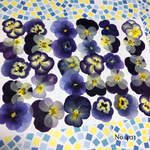 ♡new♡送料無料 ☆ビオラ☆ 押し花30枚セット