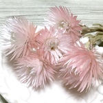 ミニシルバーデージー  ≪ ツートンピンク≫　