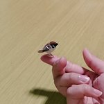 【huiさまご注文品】豆すずめマスコット