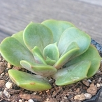 【送料込】ジェスタ★エケベリア★多肉★多肉植物★