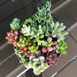 多肉植物  寄せ植え 根付き苗②♪