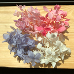 ハーバリウム 花材 あじさい ピンク＆ラベンダー 