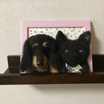 額縁犬&猫2匹オーダー 羊毛フェルト