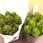 00aquaさん専用☆多肉植物☆レッドベリー☆2ポット分