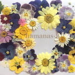 押し花素材2　マーガレット　ムルチコーレ　ビオラ　