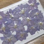 New!真空パック押し花【千鳥草12個入】うす紫