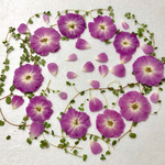 ミニ薔薇おやゆび姫