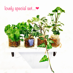15.lovely special set❤︎アイビー4種set❤︎オシャレなハイドロカルチャー