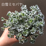 白雪ミセバヤ 多肉植物 