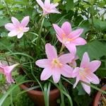 【　su  さま　ご注文のお品🌼　】