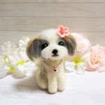 シーズーちゃん