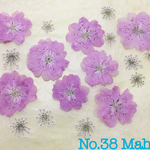 ♡押し花素材♡桃の花、レースフラワー♡