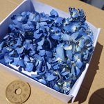 2018:再販自然色：青の　紫陽花　あじさい　ドライフラワー