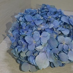 ドライフラワー紫陽花 ⑲2018
