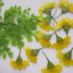 ✿押し花素材　押したてちょこっとアジアンタムと黄色いお花✿　