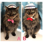セーラー服、水兵さん襟付き猫ちゃんの首輪