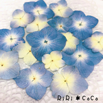 ブルー紫陽花30枚＊ハーバリウム花材